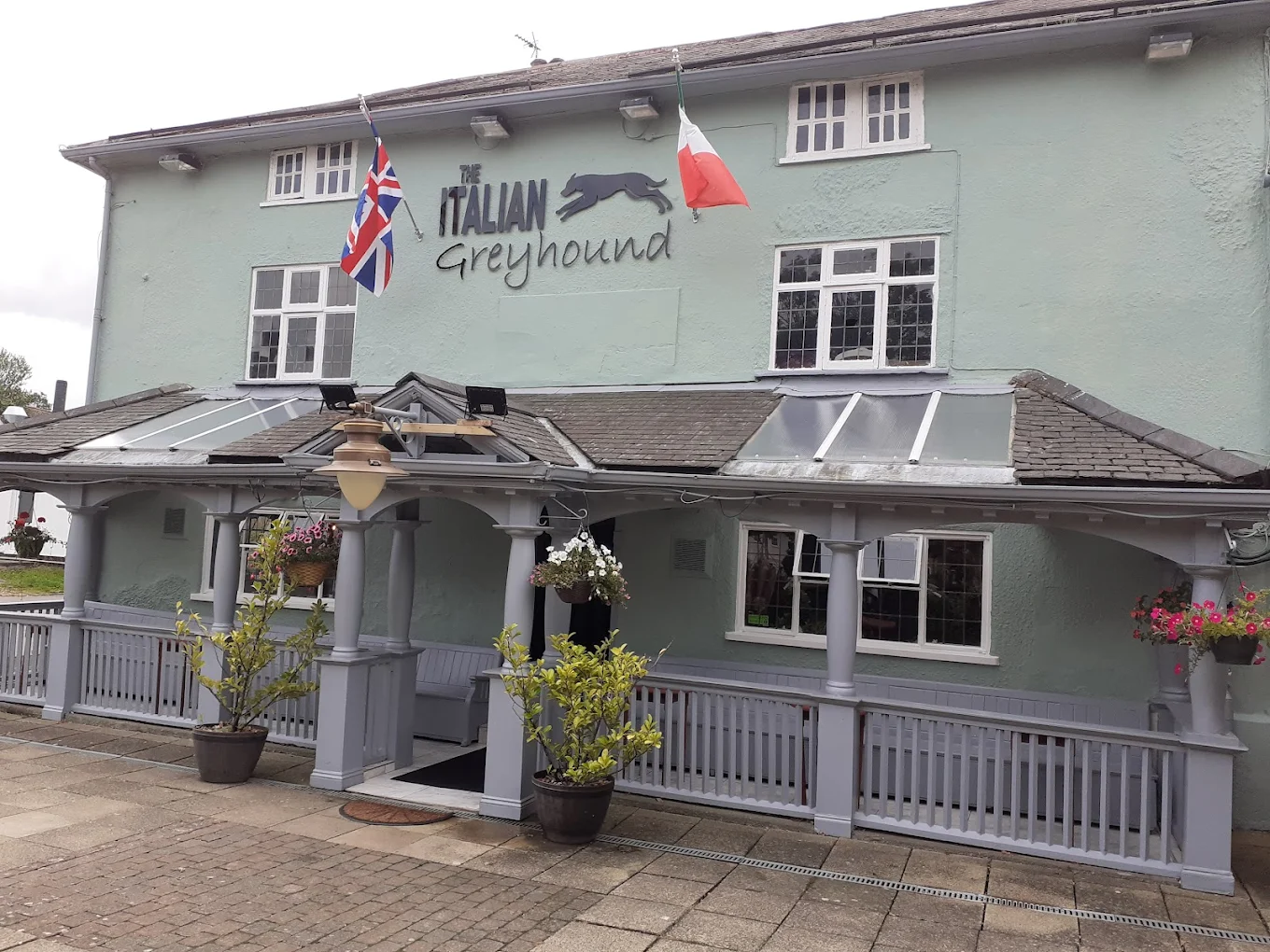 The Italian Greyhound The Italian Greyhound